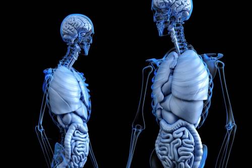 La vitamina C alleata contro l’osteoporosi