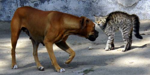 Dove i bimbi leggono storie a cani e gatti abbandonati Dove i bimbi leggono storie a cani e gatti abbandonati