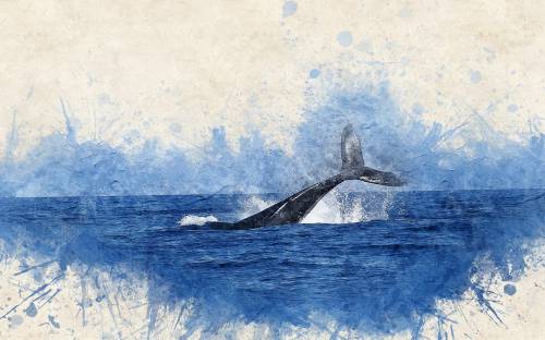 Tutti i colori della Balena bianca Tutti i colori della Balena bianca
