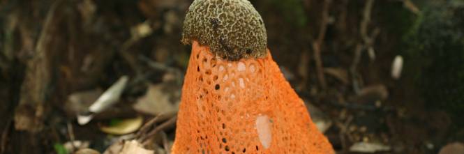 Nelle Hawaii Cresce Un Fungo Che Provoca L Orgasmo Femminile Ilgiornale It