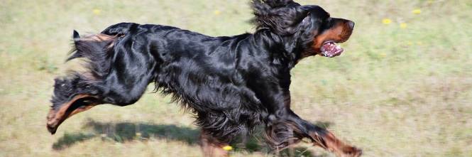 Il Dolore Per La Morte Del Cane Per Colpa Altrui Da Diritto Al Risarcimento Ilgiornale It