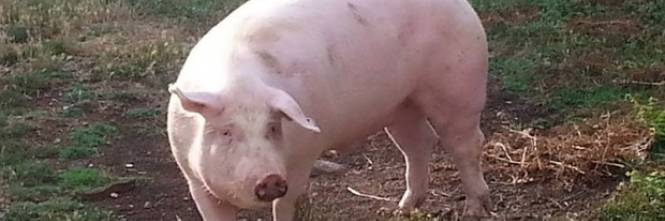 Roma Maiale In Mezzo Alla Strada Le Forze Dell Ordine Non Intervengono Ilgiornale It