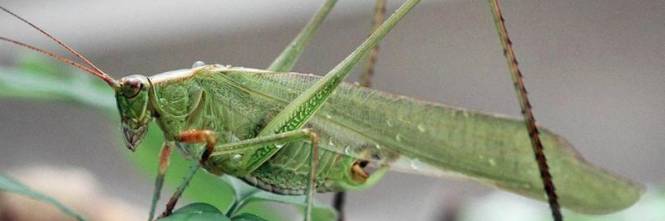 Le Cavallette Invadono Il Nuorese Danneggiati 2mila Ettari Ilgiornale It