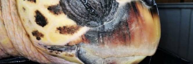 Come Si Chiama Il Guscio Della Tartaruga.A Brindisi Il Caso Della Tartaruga Caretta Caretta Cieca Ilgiornale It