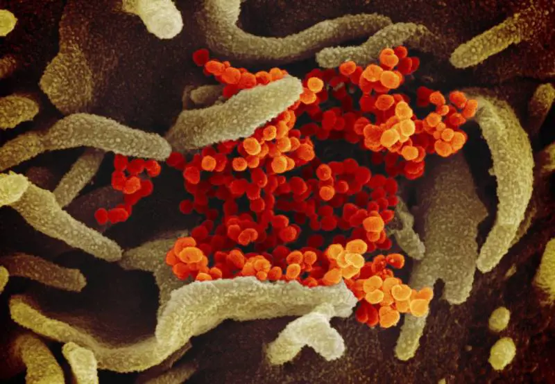 Creata la mappa in 3D di proteina coronavirus: vaccino sempre più vicino