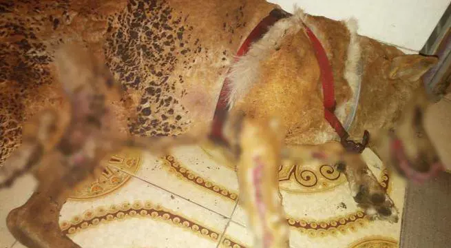 Cane dato alle fiamme a Brindisi: abbaiava troppo
