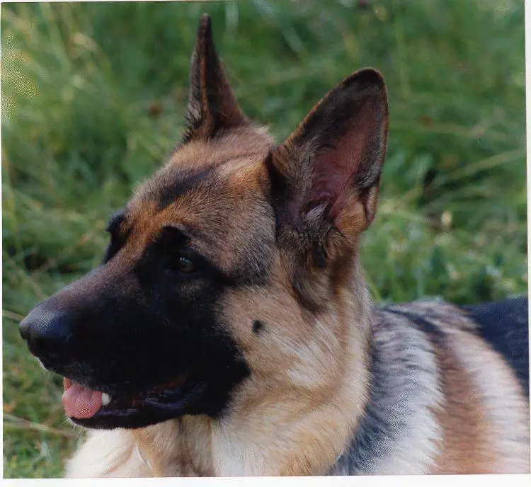 La Liguria apre le spiagge  agli amici a quattro zampe
