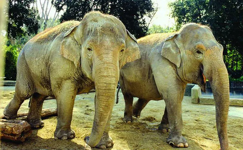 B.B. King: «Festeggio 80 anni con Elton John e Clapton»