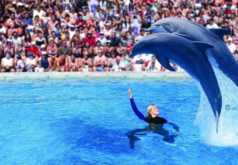 Foche e delfini protagonisti  a «Zoomarine»