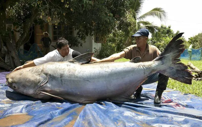Il nuoto sceglie Roma per i mondiali 2009