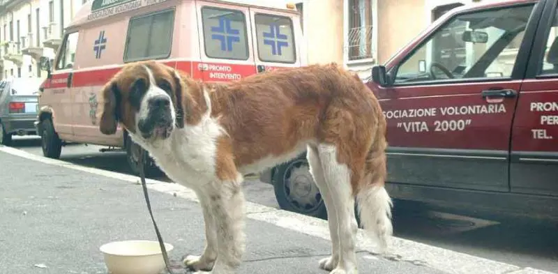 Pochi spiccioli per acquistare il cane «clochard»
