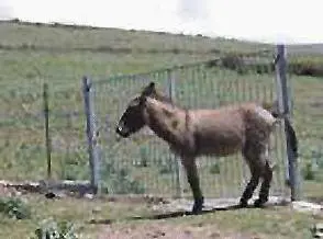 Asina «arrestata» sullAurelia