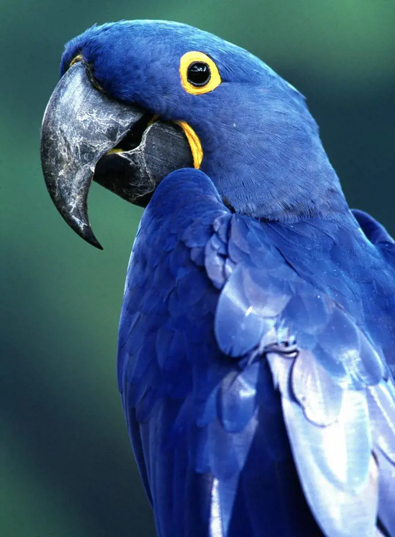 Di Canio fa il saluto romano, Livorno sinfiamma