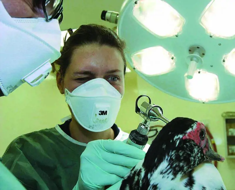 Aviaria, controlli intensificati al Bioparco