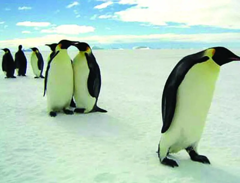 Allasta su internet super villa  con bella padrona incorporata