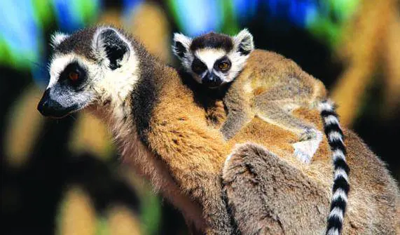 DAmbrosio: Berlusconi rischio per la democrazia