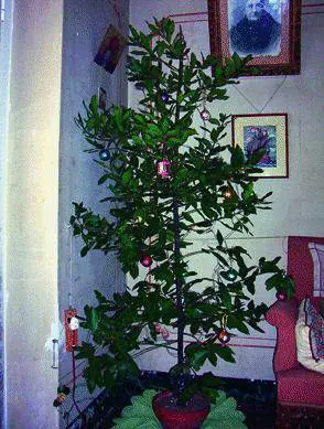 Un ramo d’alloro l’albero di Natale ligure