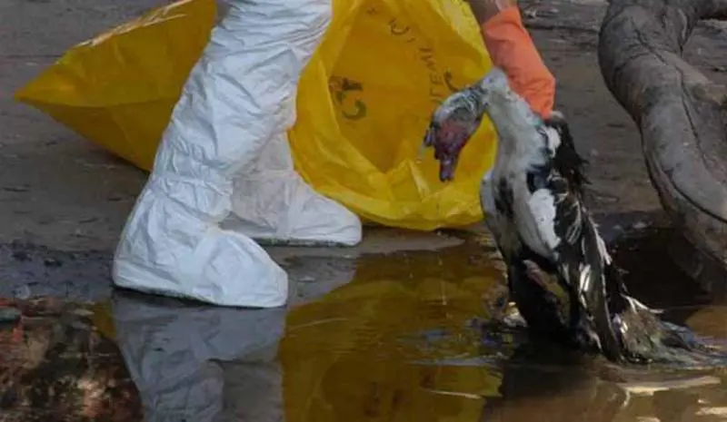 Laviaria «contagia» i liguri, non gli uccelli