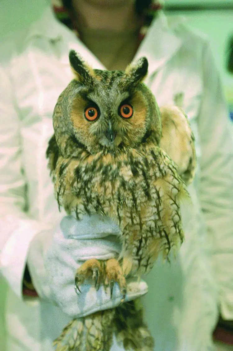 Aereo precipita nel Mar Nero Tutti morti i 113 a bordo