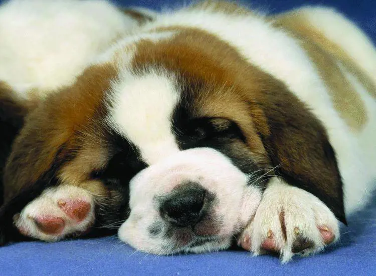 «Nei ristoranti di Sarpi si cucinano cani»