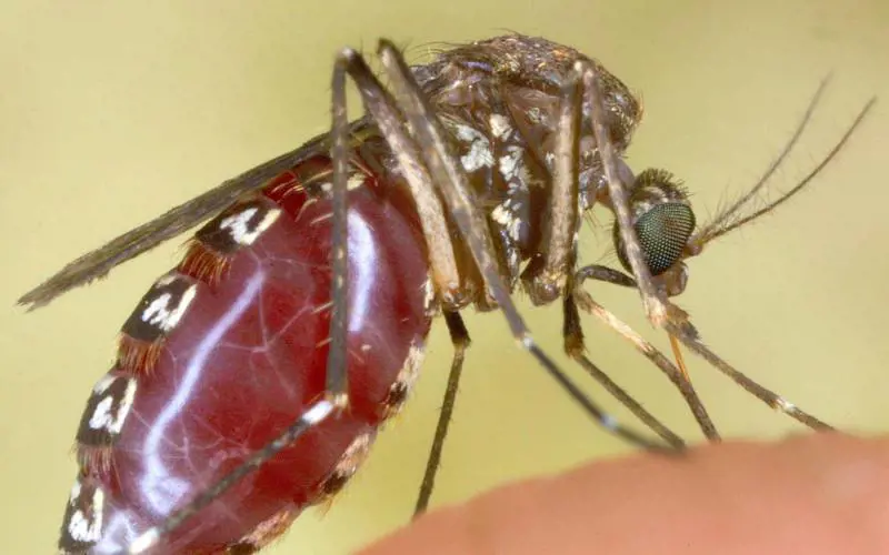 Il comunismo distrugge anche le zanzare