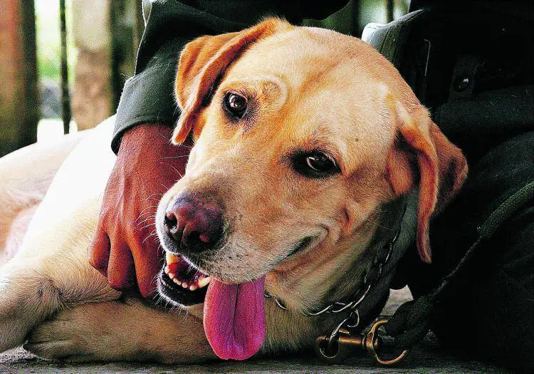 Il nemico numero uno dei narcos è un labrador e vive sotto scorta