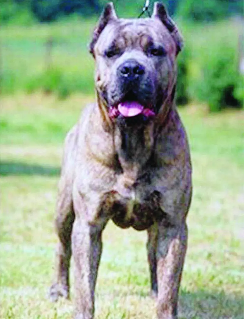 Azzannata nel parco da un cane corso: bambina in fin di vita