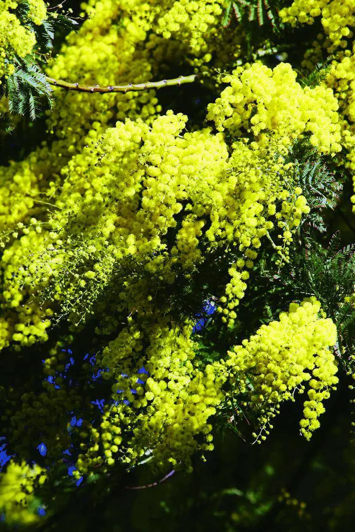 Cinquantanni di mimose per celebrare la sagra