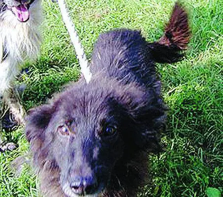 Romeo e Giulietta, due cuori e un canile