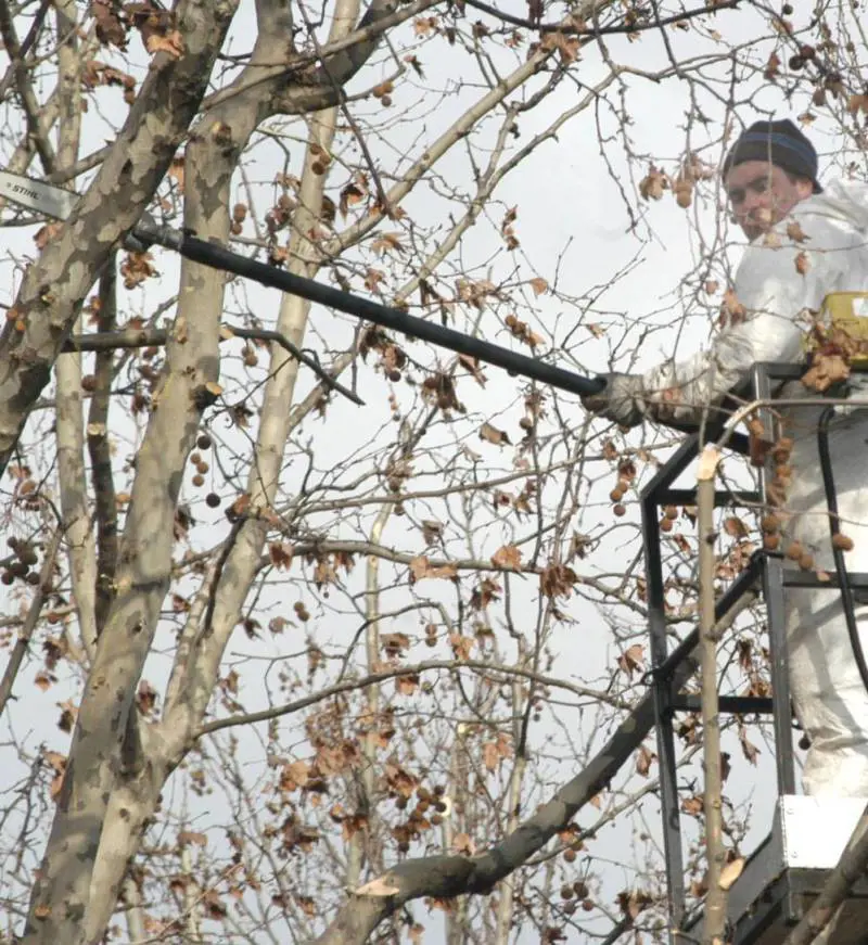La Nunziata è senzacqua Potature in corso Carbonara