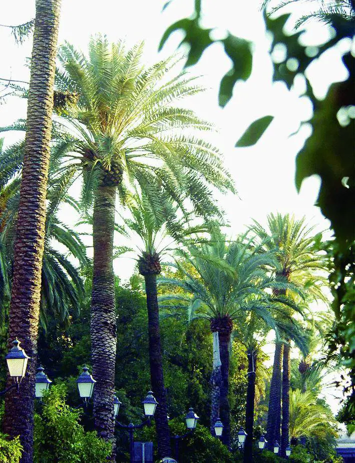 Viaggio nei sogni al parco di Nervi