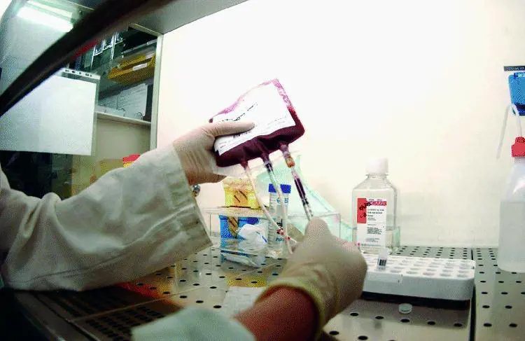 Dalle staminali lormone delle piante