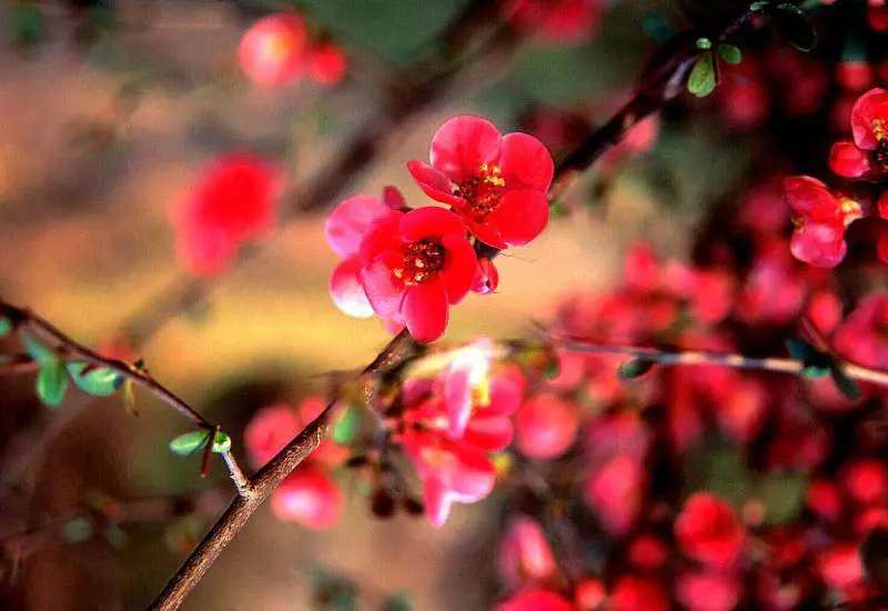 A Santa Margherita fiorisce lErbapersa