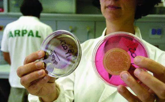 «Le macchie gialle in mare causate dai pollini»