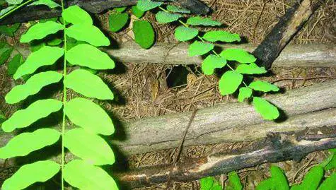Emergenza guardoni a Savona