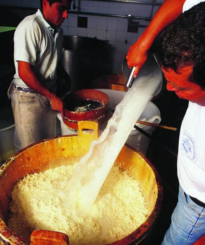 La vita del formaggio dalla mungitura alla degustazione