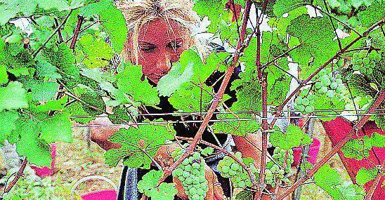 Pavia celebra il suo autunno doc