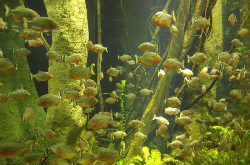 Una cucciolata di «timidi» Piranha