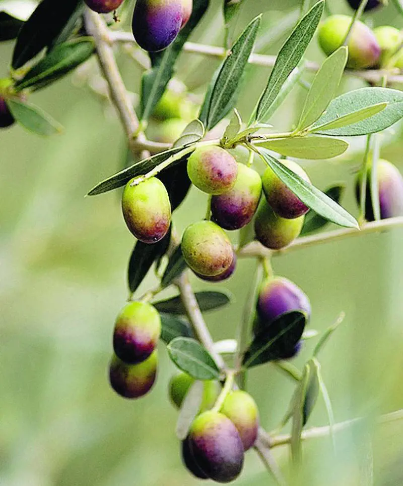 Sorpresona: l’olio lombardo è squisitissimo