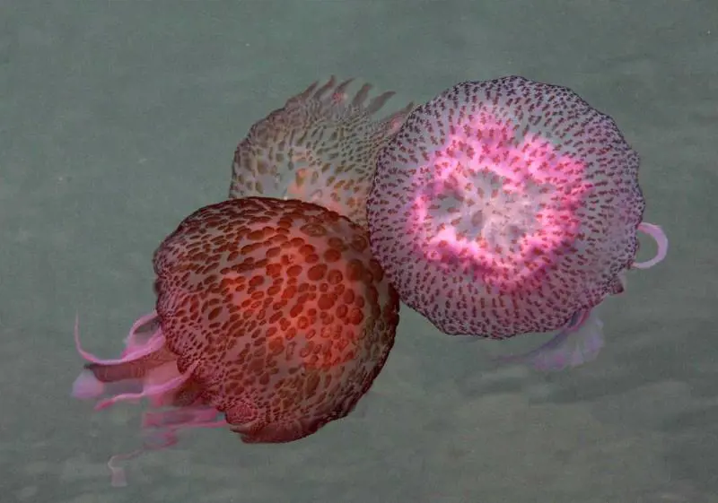 Portofino, il porticciolo 
invaso dalle meduse rosse