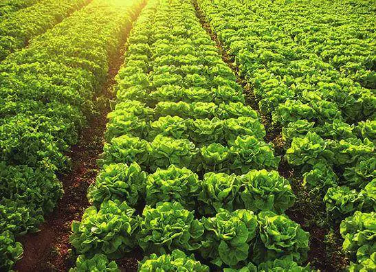 Lorto self-service,  il fresco è di casa