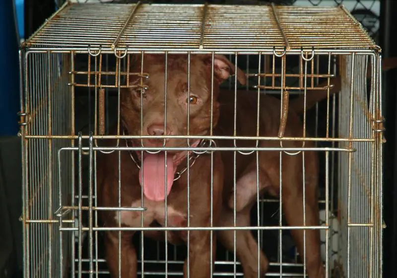 Donna sbranata da pitbull 
Arrestato figlio: omicidio