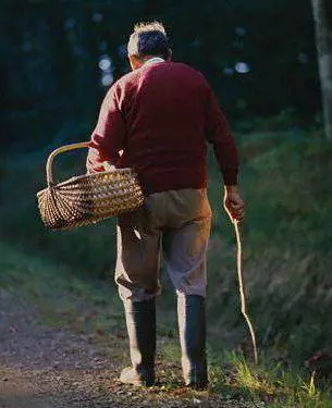 Storia di funghi, patate e di un vecchio