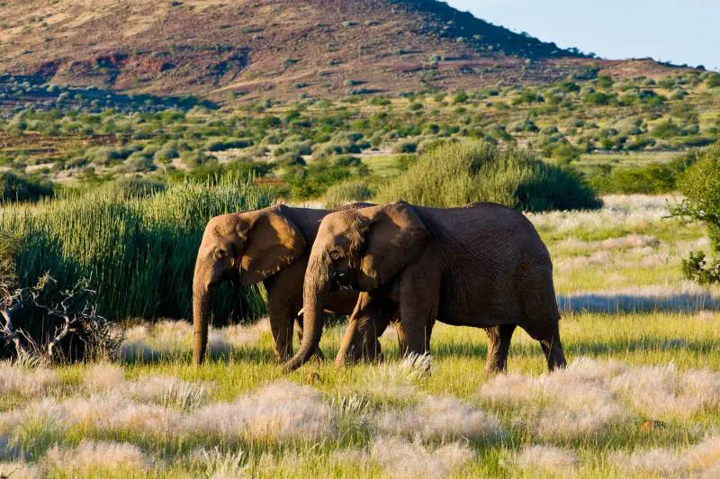 Namibia: luminosa alba africana