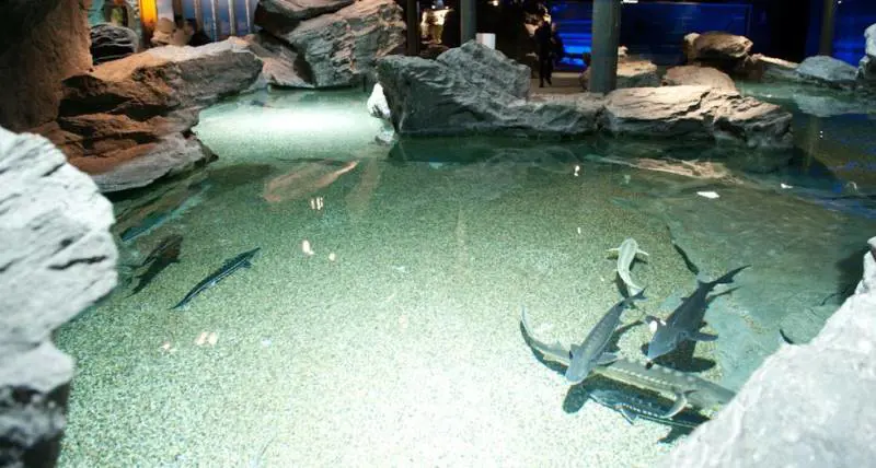 LAcquario vara la vasca degli storioni sulla Nave Blu
