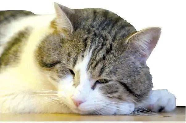 Un fannullone a Downing street: il gatto...