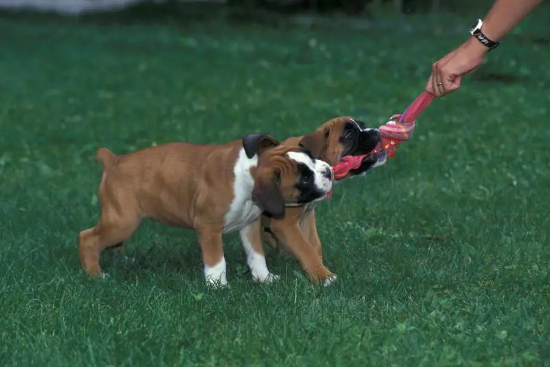 Ora anche cani e gatti corrono dallo psicologo