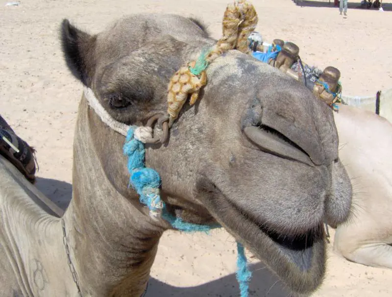 Le follie dell'ecologia: 
abbattono i cammelli 
per ridurre lo smog