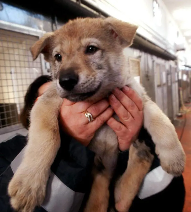 Canile senza medicinali e tagli al cibo per i gatti: «Ci hanno dimenticato»