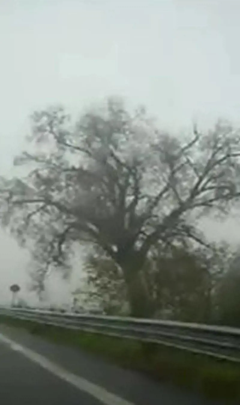 In cattive condizioni per lincuria: ha rischiato labbattimento